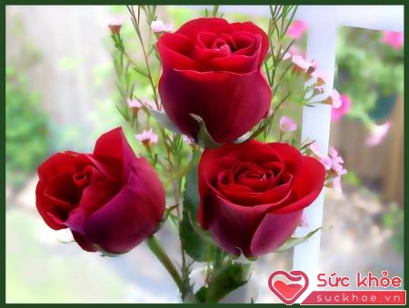 Hoa hồng - hoa tượng trưng cho tình yêu