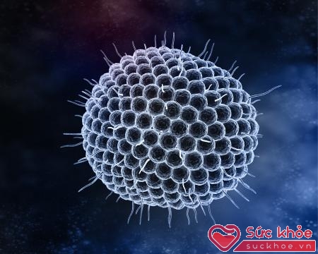 Virus HSV gây herpes sinh dục