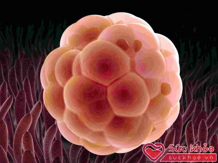 Phôi thai là quá trình phát triển của tế bào trứng đến hình thành đứa trẻ