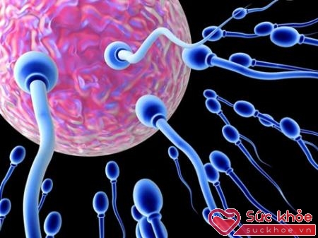 Sự kết hợp tinh trùng của bố và trứng của mẹ là quá trình thụ thai