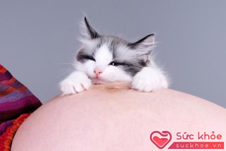 Trong phân chó, mèo, lông mèo có chứa vi khuẩn Toxoplasmosis, nếu thai phụ bị nhiễm vi khuẩn này trong 3 tháng đầu thai kỳ sẽ làm 40% thai nhi bị dị tật