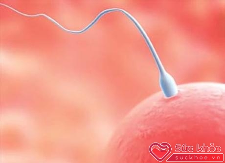 Rụng trứng là khi một trứng đạt đến một kích thước nhất định bị cuốn vào ống dẫn trứng về phía tử cung