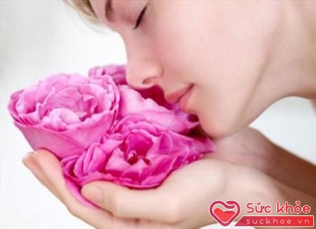 Hoa hồng có tác dụng làm giảm căng thẳng và trầm cảm