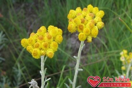 Thuốc kháng sinh luôn bị coi là 