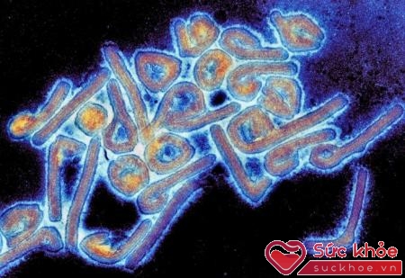 Virus Marburg là một virus sốt xuất huyết thuộc họ virus Filoviridae