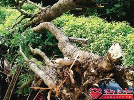 Rễ đinh lăng là một vị thuốc giúp tăng lực, chống độc.
