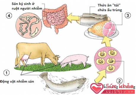 Đường lây truyền sán từ động vật sang người.