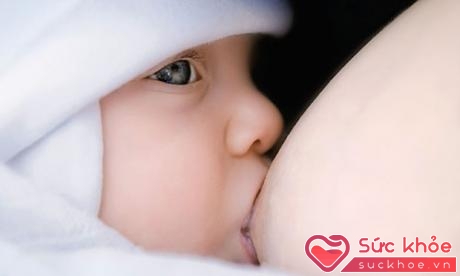 Bắp chuối có tác dụng kích thích tuyến sữa, giúp các bà mẹ nuôi con tốt hơn