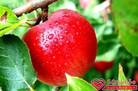 Mỗi ngày ăn một quả táo bạn sẽ không cần phải đến bệnh viện