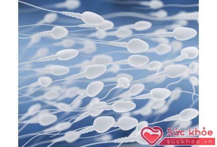 Kết quả nghiên cứu cho thấy chỉ khoảng 50% nam giới hiểu biết về những nguy cơ, những vấn đề có thể làm giảm lượng tinh trùng cũng như triển vọng khả năng có con của họ.