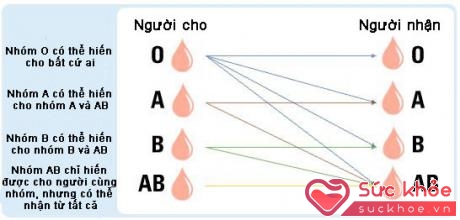 Quy tắc truyền máu cơ bản. Ảnh: Redcrossblood.