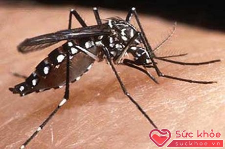 Muỗi Aedes hay còn gọi là muỗi vằn truyền bệnh sốt xuất huyết