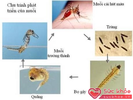 Chu kỳ phát triển của muỗi vằn Aedes