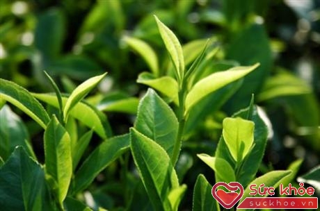 Trong trà xanh chứa những chất kháng sinh tự nhiên