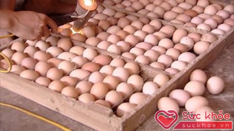 Khi trứng bị hỏng trong quá trình ấp, vỏ trứng lúc ấy không còn tác dụng bảo vệ nên nhiều loại vi khuẩn dễ dàng xâm nhập vào trong.