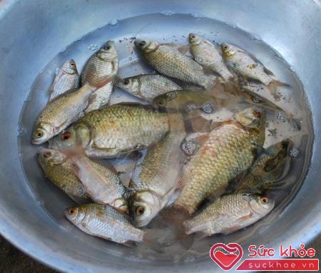 Cá diếc là loại cá nước ngọt phổ biến ở Việt Nam, giàu dinh dưỡng, được mọi người ưa thích