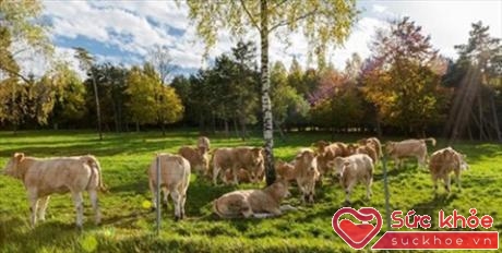 Những chú bò vàng Aquitaine trên trang trại của gia đình Polmard.