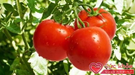 Cà chua có thể cung cấp tới 18% lượng vitamin K cần thiết cho cơ thể hàng ngày (Ảnh minh họa: Internet)