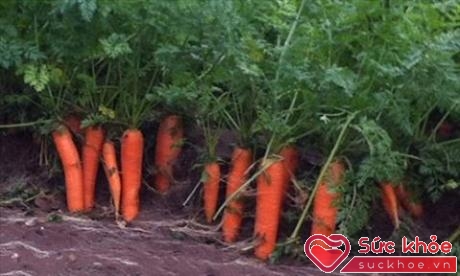 Cà rốt là loại rau củ hàng đầu có khả năng phòng chống ung thư tốt nhất