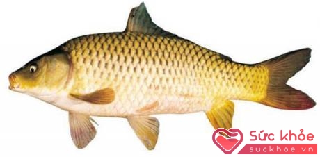 Ăn cá cung cấp nhiều vitamin D cho cơ thể. (Ảnh: News)