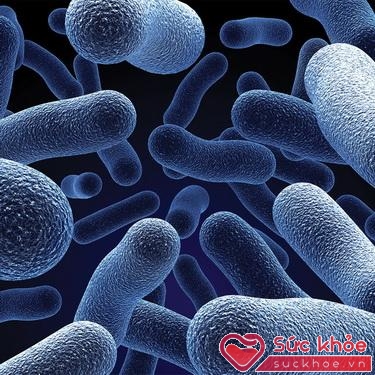 Bổ sung quá nhiều vi khuẩn probiotic cũng có thể gây hại.