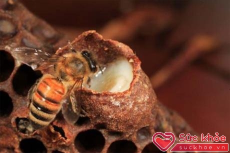 Sữa ong chúa là sản phẩm được các ong thợ làm ra để nuôi ong chúa.