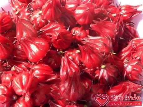Siro từ hoa atiso đỏ rất tốt cho người bị cao huyết áp