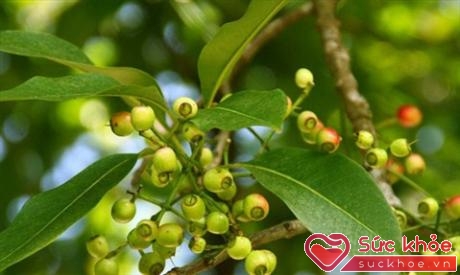 Nụ và lá vối