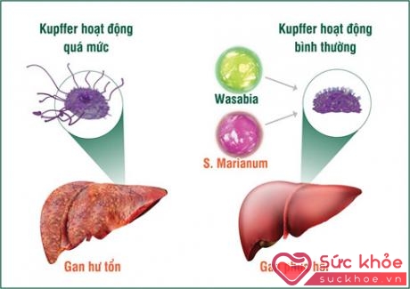 Tinh chất Wasabia và S. Marianum có trong HEWEL chứa hoạt tính sinh học cao, giúp kiểm soát hiệu quả tế bào Kupffer, chủ động chống độc, ngăn chặn quá trình suy gan và bảo vệ gan