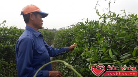 Vùng trồng Dây thìa canh theo tiêu chuẩn GACP-WHO tại Nam Định