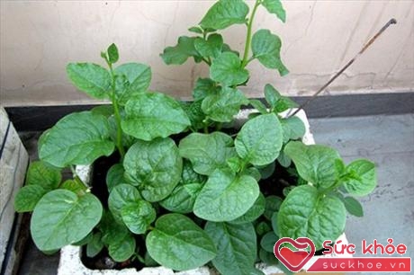 Mồng tơi là loại rau dễ trồng và thích hợp nấu canh mùa hè