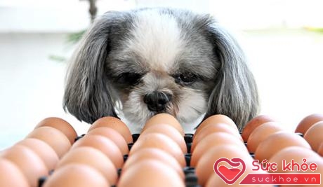 Hãy thêm bột vỏ trứng vào chế độ dinh dưỡng cho cún cưng của bạn nhé! 