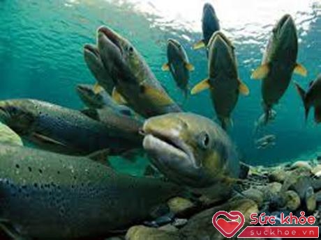 Cá hồi chứa nhiều axit béo omega 3 giúp làn da sáng khỏe