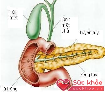 Viêm tụy cấp có thể gây hoại tử các tạng xung quanh