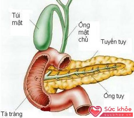 Tuyến tụy sản xuất insulin và glucagon