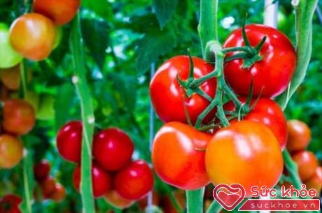 Trong cà chua có chứa hàm lượng lycopene và renieratene