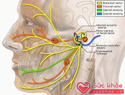  Sơ đồ cấu tạo các dây thần kinh mặt.