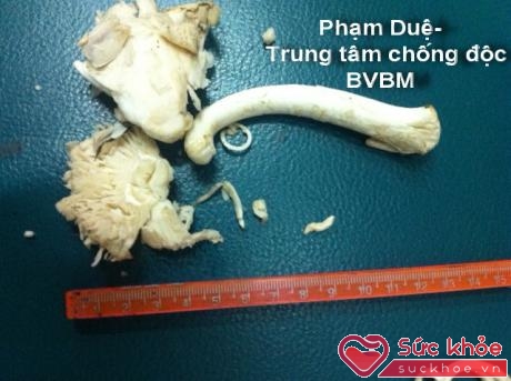 Loại nấm độc gây ngộ độc nặng ở 5 bệnh nhân ở Võ Nhai, Thái Nguyên trước đây.