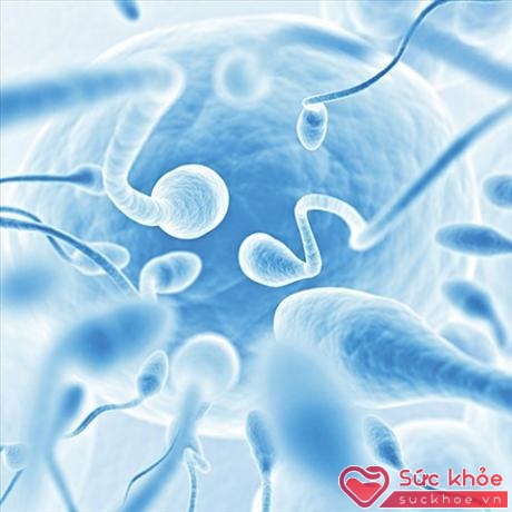 Rối loạn cương dương ảnh hưởng đến chất lượng tinh trùng thậm chí có thể dẫn đến vô sinh ở nam giới