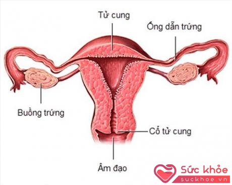 Hình ảnh giải phẫu cơ quan sinh sản nữ