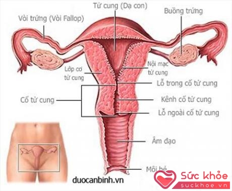 Lạc nội mạc tử cung thường xảy ra trong độ tuổi sinh sản