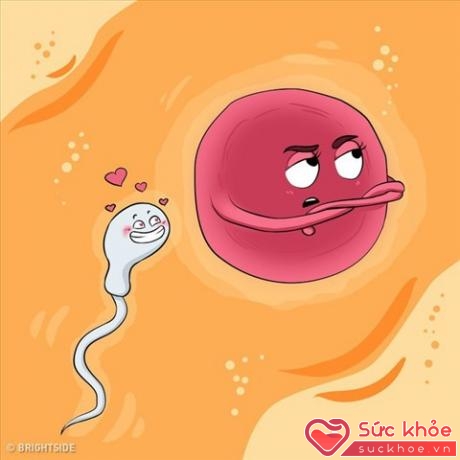 Trứng không phục tùng và ngoan ngoãn theo kiểu chờ tinh trùng đầu tiên đến để thụ thai, ngược lại, nó là 'người chơi' chủ chốt trong quá trình sinh sản.