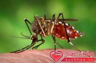 Muỗi truyền bệnh sốt xuất huyết Dengue có mật độ hoạt động gia tăng vào mùa hè để truyền bệnh.