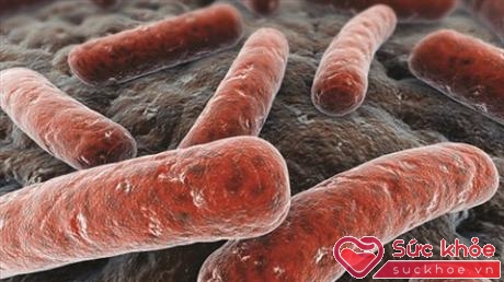 Vi khuẩn Mycobacterium tuberculosis (Ảnh minh họa: Internet)