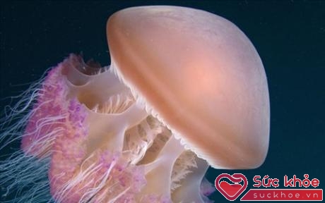 Độc tố của sứa biển, thường tập trung ở các xúc tu, chúng sử dụng các tế bào châm được gọi là nematocyst.