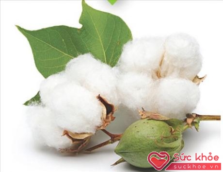 Sợi bông (cotton) được mệnh danh là chất liệu “vua” của ngành dệt may, có khả năng thấm hút tốt