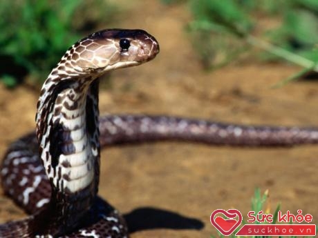 Rắn hổ mang – Vị thuốc quý trong Đông y điều trị bệnh xương khớp