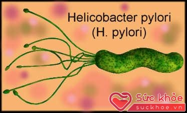 Hình ảnh vi khuẩn H.Pylori.