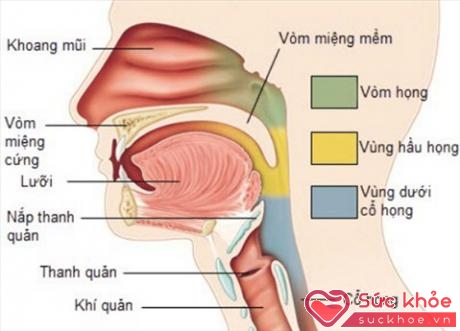 Nhiễm vi-rút EBV được cho là nguyên nhân phổ biến gây ung thư vòm họng. 