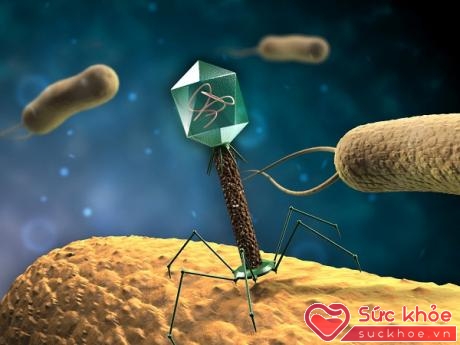 Virút kháng sinh sẽ trở thành công cụ mới cho cuộc chiến khuẩn kháng thuốc kháng sinh của nhân loại trong tương lai